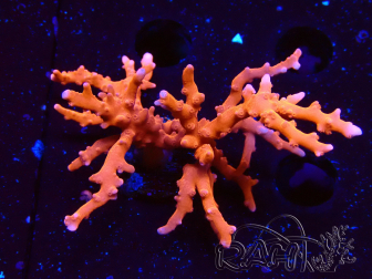 WYSIWYG - JF TNT Anacropora