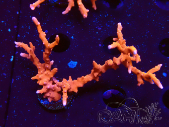 WYSIWYG - JF TNT Anacropora 1Y4