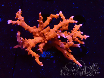 WYSIWYG - JF TNT Anacropora 18D1