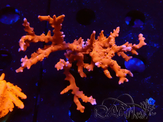 WYSIWYG - JF TNT Anacropora 1Y6
