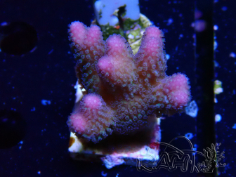 WYSIWYG Stylophora pistillata Rosa