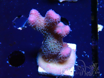 WYSIWYG Stylophora pistillata Pink