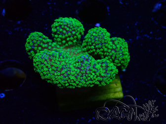 WYSIWYG Stylophora Rose fluoreszierende grüne Polypen