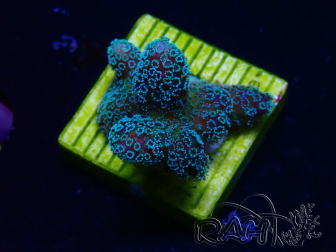 WYSIWYG RAH Stylophora Metallic Blue 1K6