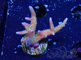 WYSIWYG Seriatopora caliendrum Pink