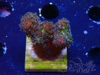 WYSIWYG Stylophora Pinkish 1Q4