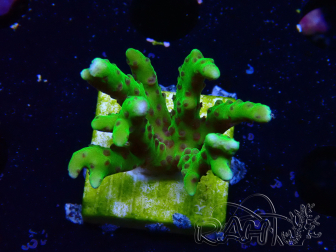 WYSIWYG - BR Green Goblin Anacropora 1V5