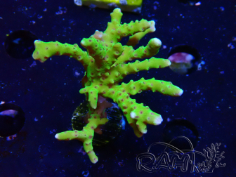 WYSIWYG - BR Green Goblin Anacropora