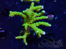 WYSIWYG - BR Green Goblin Anacropora 1V6