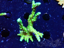 WYSIWYG - AK Goldenrod Anacropora