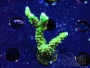 WYSIWYG - AK Goldenrod Anacropora