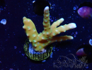 WYSIWYG - MH Tropicana Anacropora 1X5