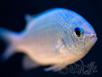 Chromis viridis 3 - 5 cm 