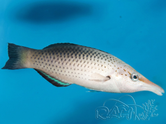 Weiblicher Gomphosus varius 8-10 cm