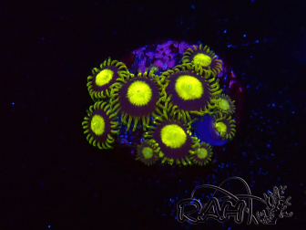 WYSIWYG - Zoanthus King Midas 2A3