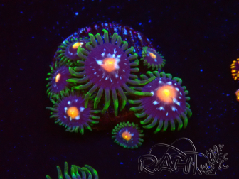 WYSIWYG - JF Zoanthus Stargazer 2B2