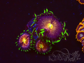 WYSIWYG - WWC Nirvana Palythoa 2B5