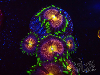 WYSIWYG - WWC Nirvana Palythoa 2B7