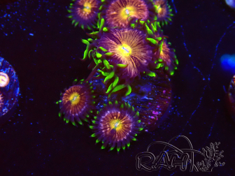 WYSIWYG - WWC Nirvana Palythoa 2B8