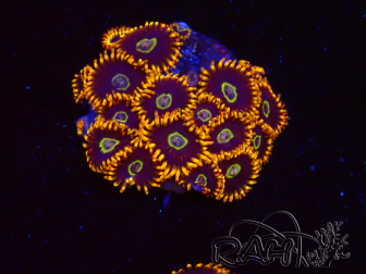 WYSIWYG - Zoanthus Rainbow Hornet 2C4