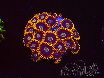 WYSIWYG - Zoanthus Rainbow Hornet 2C7