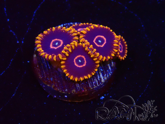 WYSIWYG - Zoanthus Red Hornet 2D1