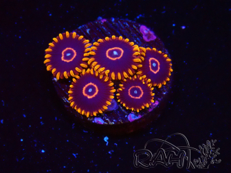 WYSIWYG - Zoanthus Red Hornet