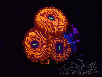 WYSIWYG - Zoanthus Red PPE