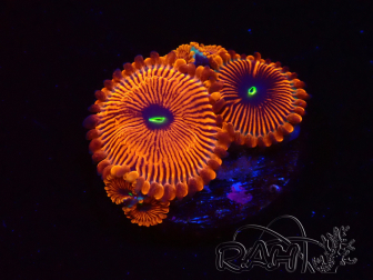 WYSIWYG - Zoanthus Red PPE 2G4