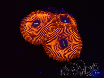 WYSIWYG - Zoanthus Red PPE 2G5