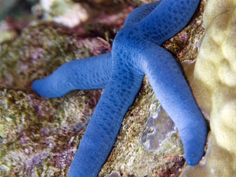Linckia laevigata