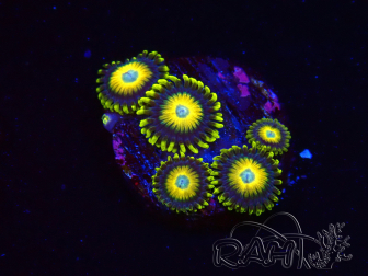 WYSIWYG - Zoanthus Scrambled Eggs 2L6