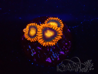 WYSIWYG - Zoanthus Orange Oxyde 2N1