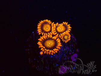 WYSIWYG - Zoanthus Orange Oxyde 2N2
