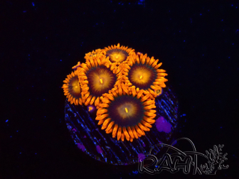 WYSIWYG - Zoanthus Orange Oxyde