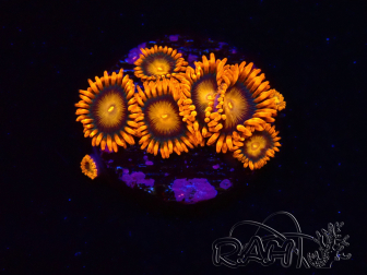 WYSIWYG - Zoanthus Orange Oxyde
