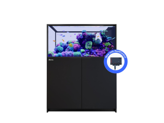 Peninsula G3+ 500 Red Sea