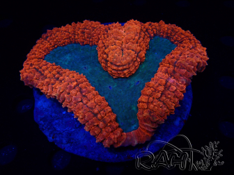 WYSIWYG - Lobophyllia sp 44 (5.5 cm)