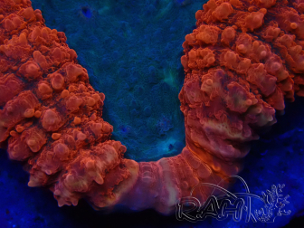 WYSIWYG - Lobophyllia sp 44 (5.5 cm)