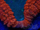 WYSIWYG - Lobophyllia sp 44 (5.5 cm)