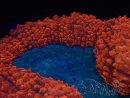 WYSIWYG - Lobophyllia sp 44 (5.5 cm)