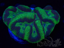 WYSIWYG Lobophyllia sp 16 (8.5 cm)
