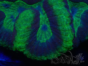 WYSIWYG Lobophyllia sp 16 (8.5 cm)