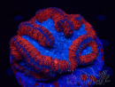 WYSIWYG - Lobophyllia sp 5 (Skeleton 6 cm)