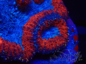 WYSIWYG - Lobophyllia sp 5 (Skeleton 6 cm)