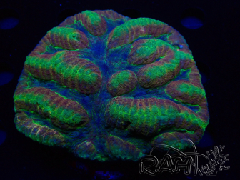 WYSIWYG - Lobophyllia  (Skeleton 3.5 cm)