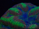 WYSIWYG - Lobophyllia  (Skeleton 3.5 cm)