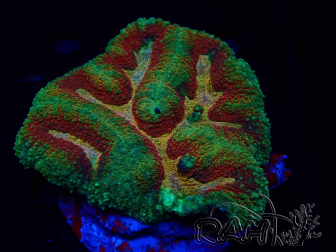 WYSIWYG - Lobophyllia (6.5 cm)