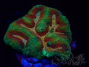 WYSIWYG - Lobophyllia (6.5 cm)