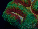 WYSIWYG - Lobophyllia (6.5 cm)
